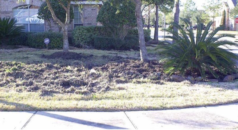 Upturned lawn in front of a house caused by rooting behavior.