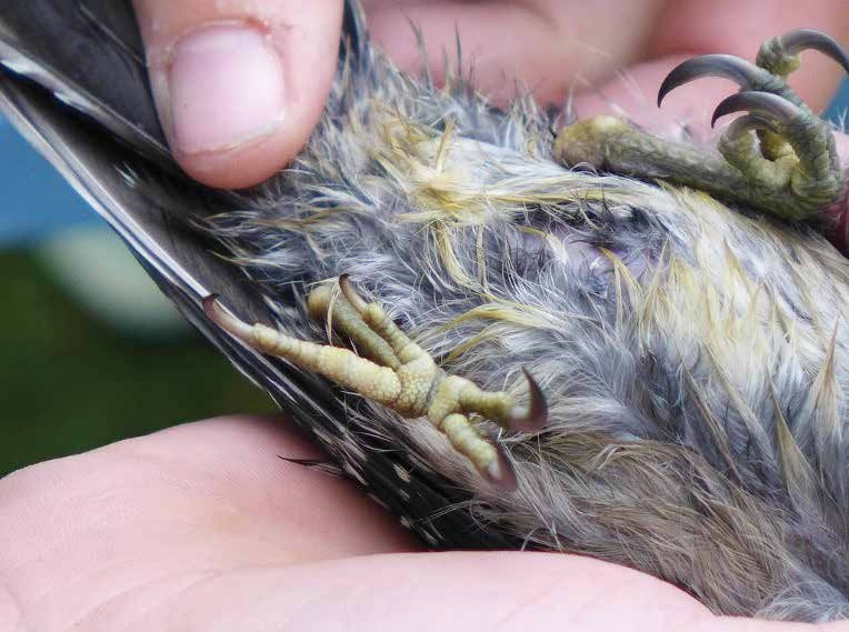 A photo of a person holding a woodpecker upside down with its feet up, showing that two toes with talons go forward from the foot, and two toes with talons go backward.