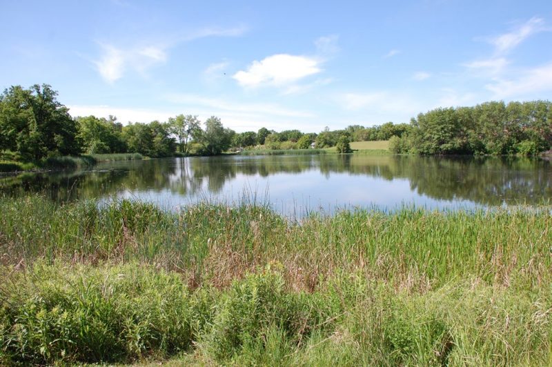 An example of a heavily vegetated natural barrier along the shoreline that can deter geese from accessing preferred grassy foraging area.