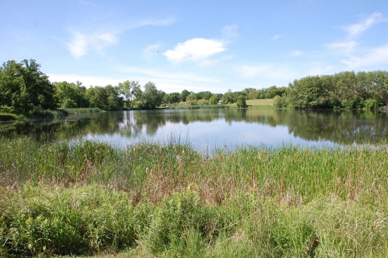  An example of a heavily vegetated natural barrier along the shoreline that can deter geese from accessing preferred grassy foraging area. 