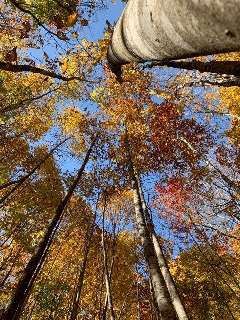 An Overview of Forest Carbon Credit Programs in Virginia Looking up into a fall tree canopy with the blue sky showing through the brown and orange leaves.