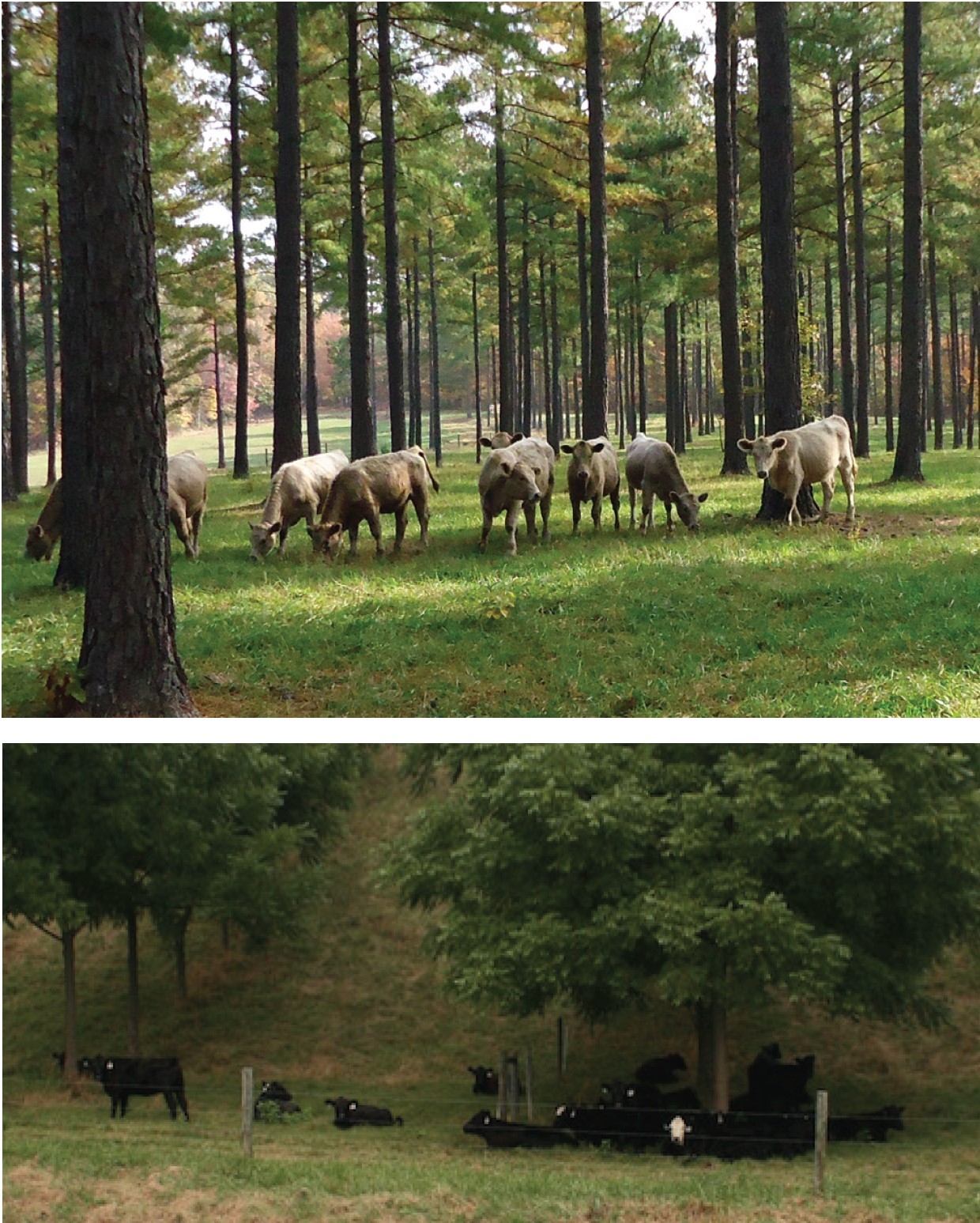 Top, a loblolly pine stand was thinned and forages were established to create a silvopasture in Virginia’s Southern Piedmont. Bottom, these 17-year-old black walnut trees were originally planted 8 feet apart within rows, with rows planted 40 feet apart in Virginia’s Ridge/Valley region.
