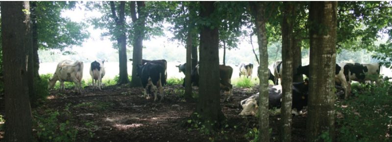 Livestock  lying down in a shaded woodland area