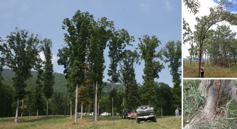 A set of photos showing the negative effects of excessive thinning on trees: Oak trees with crown dieback (left), a drooping black locust (top right), and direct root damage from harvesting (bottom right). 