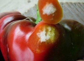 Upper part of a red bell pepper showing that was dissected tissue to show the internal damage caused by the feeding of stink bugs