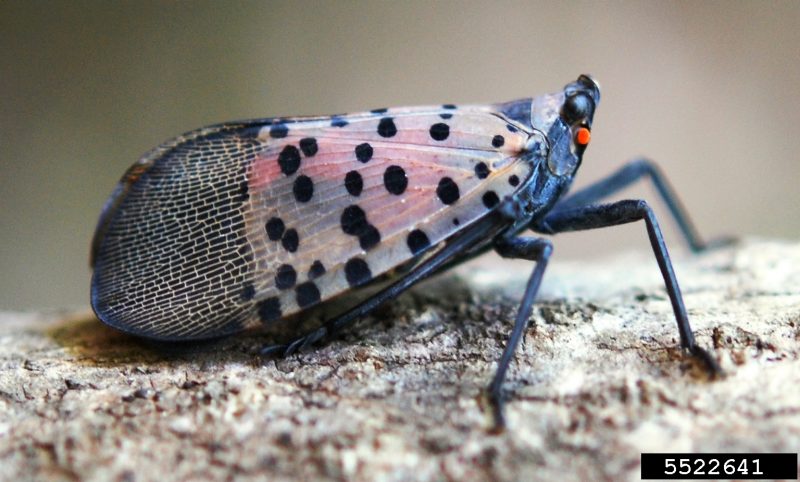 An adult spotted lanternfly rests on the bark of a tree.