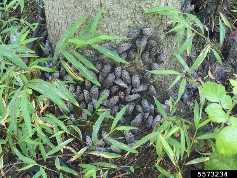 A large mass of spotted lanternfly adults are clustered at the base of a large tree.