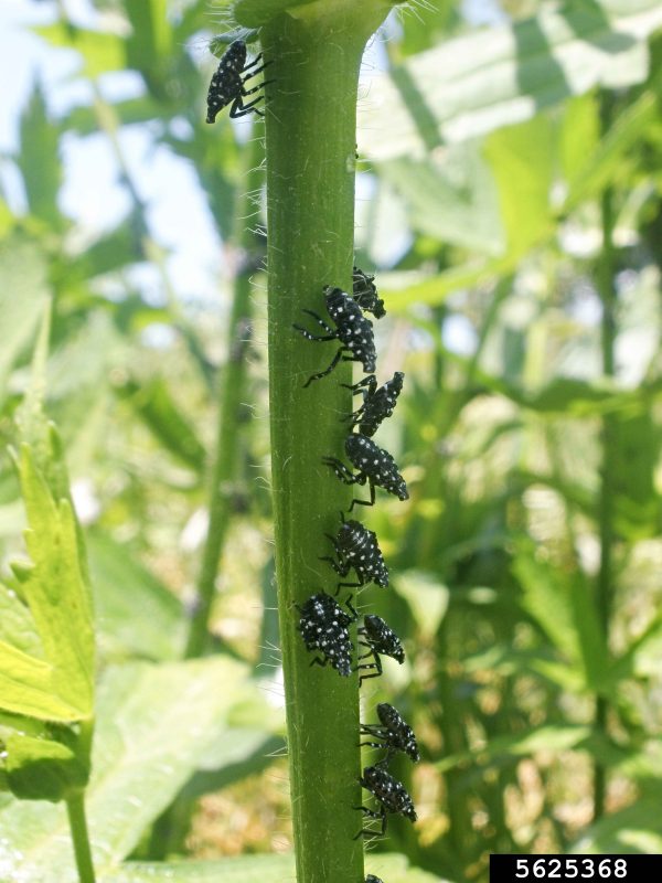 Numerous spotted lanternfly nymphs are lined along the stem of a plant.