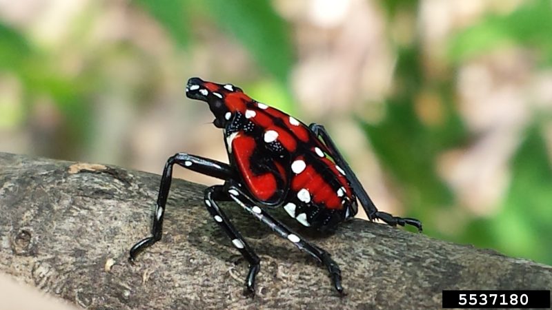 A mature spotted lanternfly nymph rests on tree bark.
