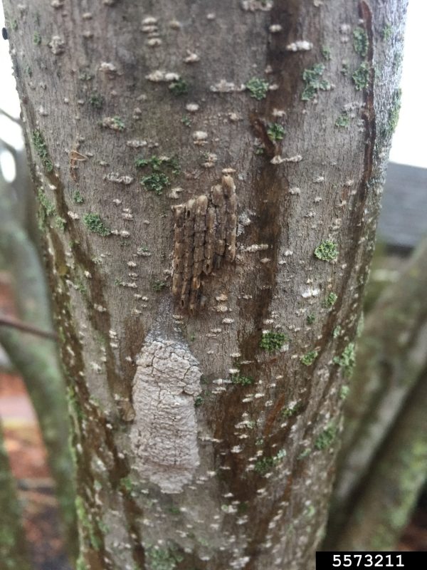 Two spotted lanternfly egg masses laid on tree bark. One mass has a protective covering that has begun to crack and break off. The second, older mass has no covering and the remaining eggs are exposed.