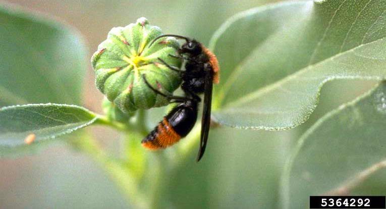 Figure 3, A winged male velvet ant rests on an unopened flower bud.