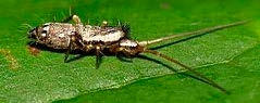 Figure 4, A bristly springtail rests on a fresh leaf with its antennae extended forward.