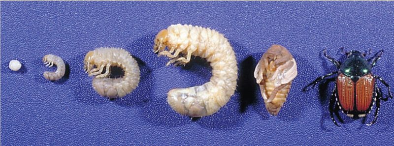 All life stages of Japanese beetle.
