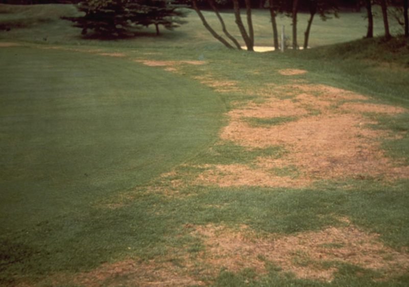 Larvae feeding damage to annual bluegrass.