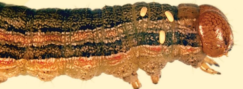 Tiphiid larva on white grub