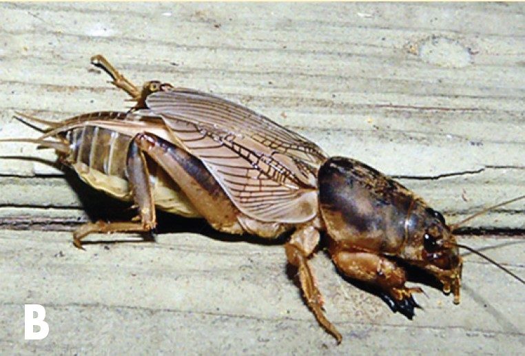 Southern mole cricket, Neoscapteriscus borellii.