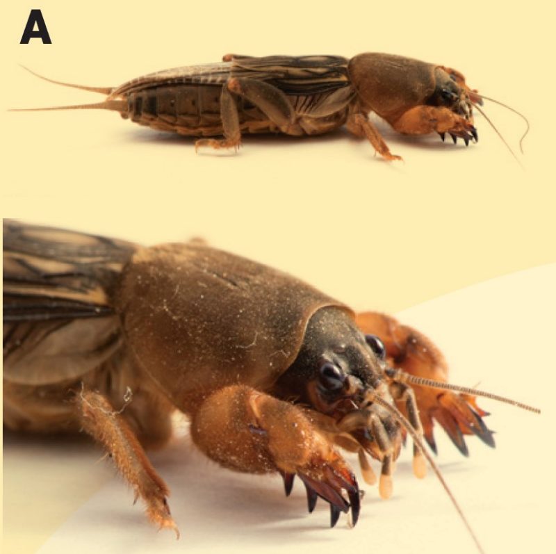 Northern mole cricket, Neocurtilla hexadactyla