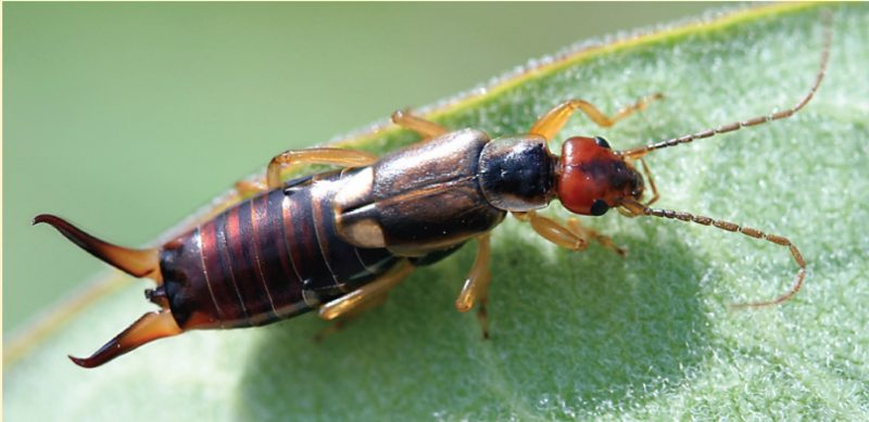 A Dark brown adult; has a pair of pincers at the tip of the abdomen. Wings are short and don’t cover the entire abdomen. 