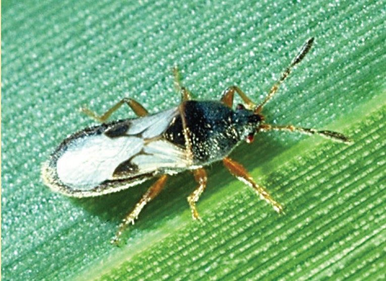 Southern chinch bug adult, Blissus insularis.