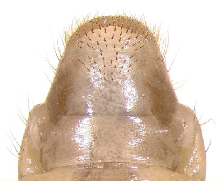  Close-up image of a raster with a shiny surface, showing fine hairs.