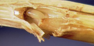 Small, off-white, bean-shaped and laid in a small hole chewed in grass stems.