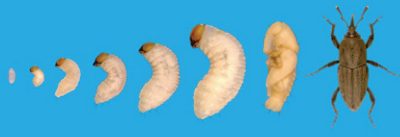 Bluegrass billbug life stages.