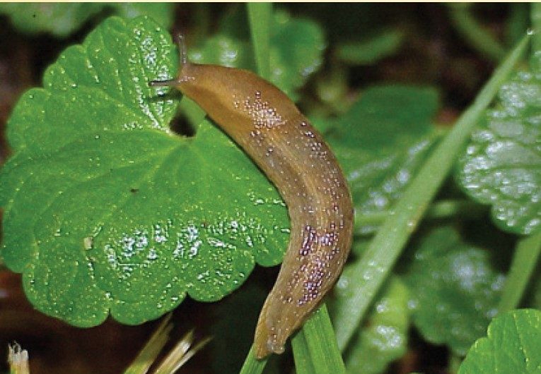 Dusky slug, Arion subfuscus