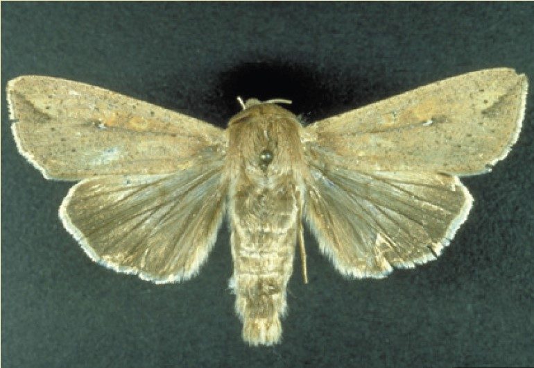 the center of the forewing is light brown with a white dot.