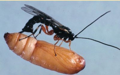 Ichneumonid wasp parasitizing a moth pupa