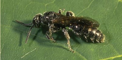 Tiphiid adult