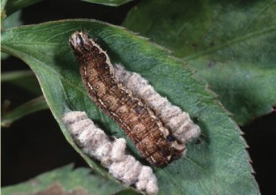 Braconid pupae on fall armyworm
