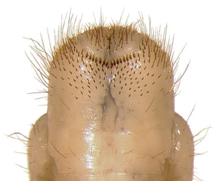 raster with a shiny surface, displaying fine hairs.