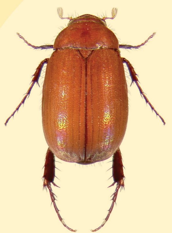 shiny reddish-brown beetles.