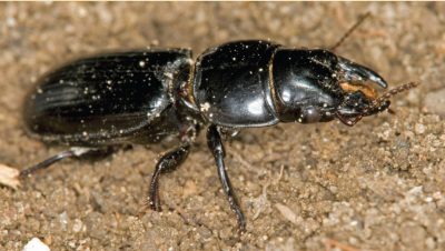 Big headed ground beetle.