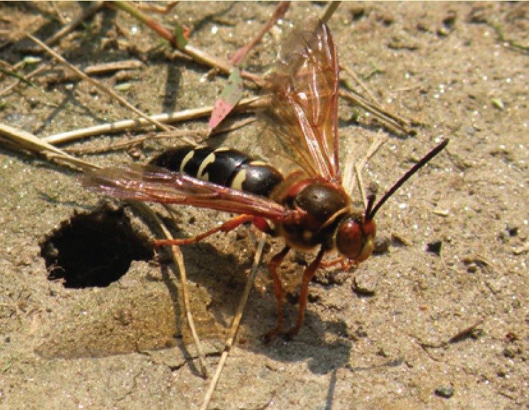 Adult at its burrow