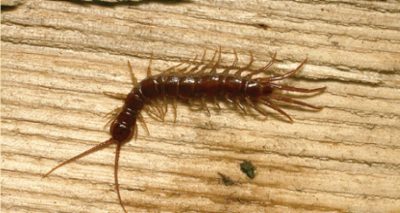 brown centipede with many legs, on a wooden surface.