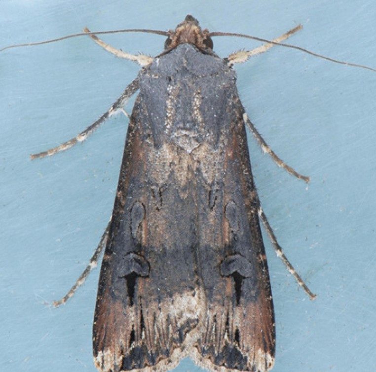Adult with dark black and gray-brown wings with a black dagger mark on the outer edge of the forewing. 