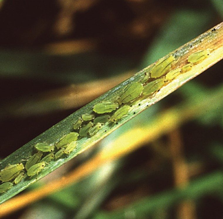 Greenbugs.
