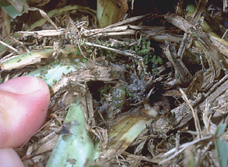 Larva and frass.