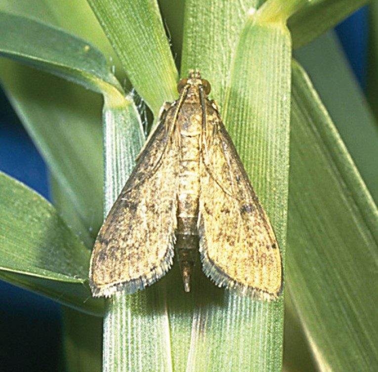 Adult  tropical sod webworm in brown color.