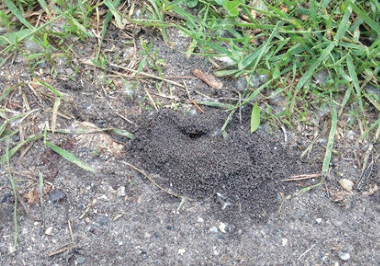 Typical mound.