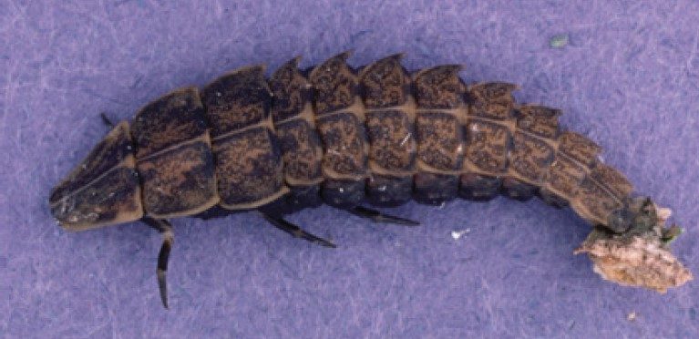 Firefly larva