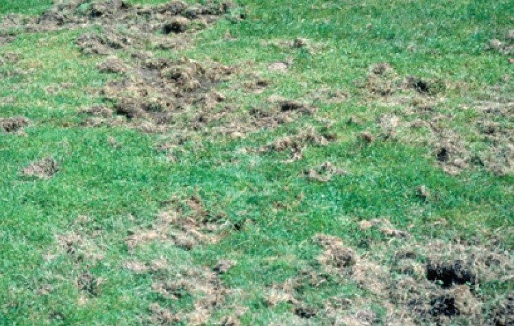 Feeding damage by white grubs.