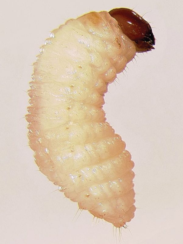white larva with a dark brown head.