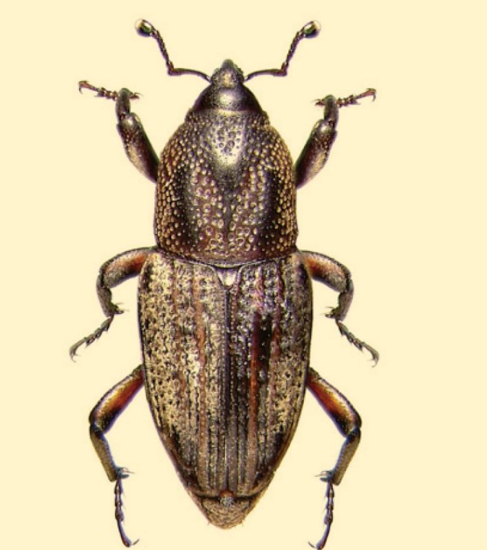 Adult beetle's pronotum has a smooth Y-shaped area with a parenthesis-like mark on each side.