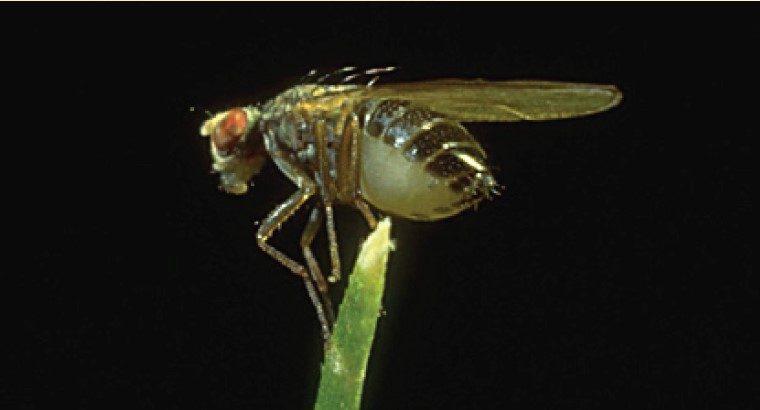 Adult frit fly.