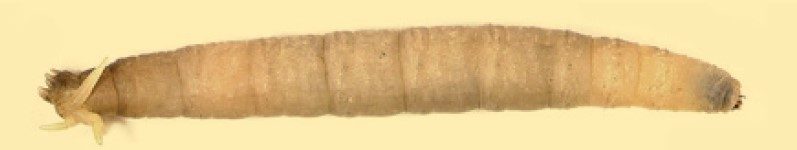 Crane fly larva.