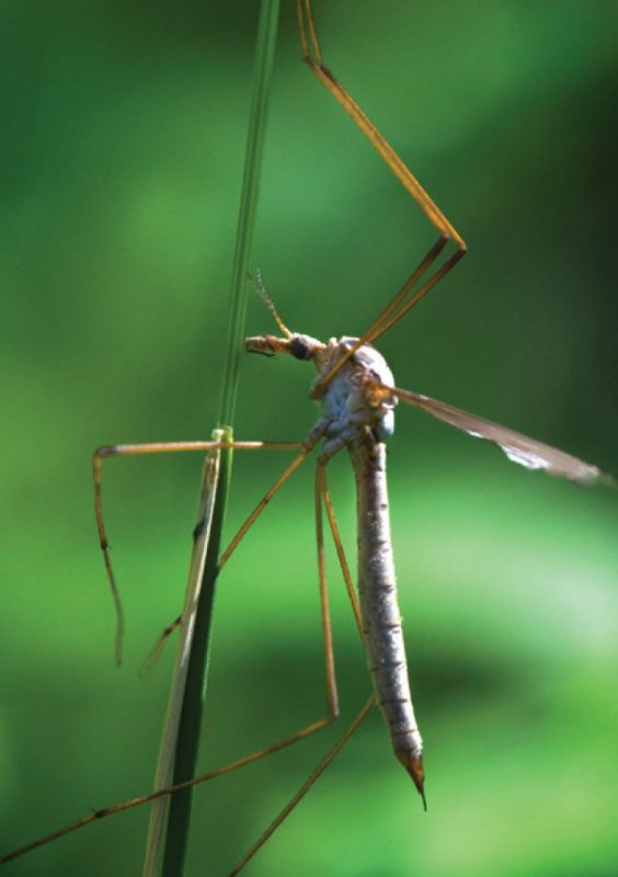 Adult look like giant mosquitoes with a wingspan of more than 1 inch.