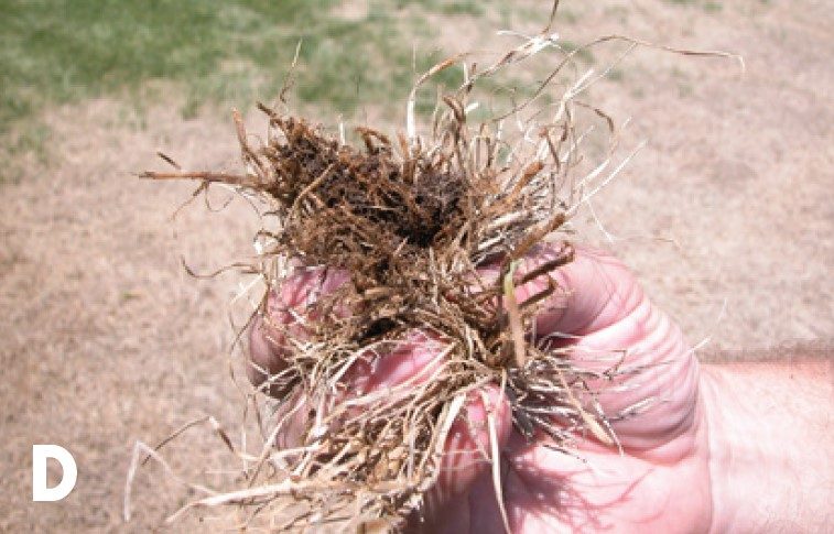 Easily broken grass filled with frass.