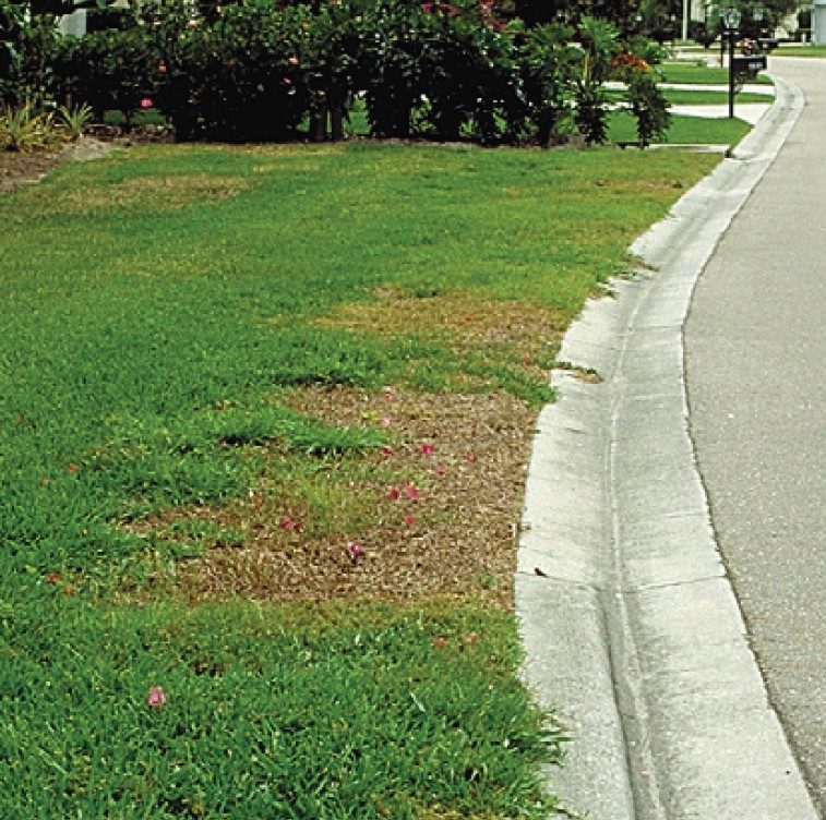 Southern chinch bug damage.